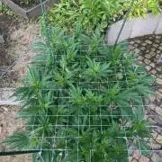 TropicalKush Outdoor