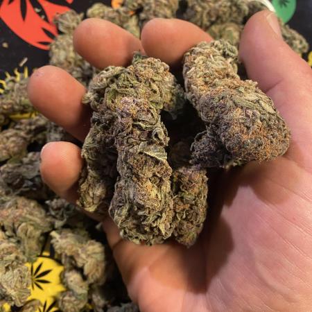 EPICC/CAPTAIN/RUNTZ/FirstTentGrow