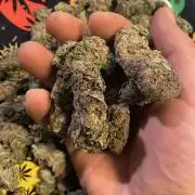 EPICC/CAPTAIN/RUNTZ/FirstTentGrow
