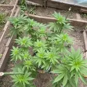 Critical Greenhouse/Outdoor