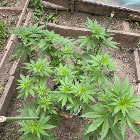 Critical Greenhouse/Outdoor