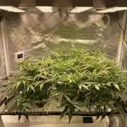 Candy Jungle Auto/DWC