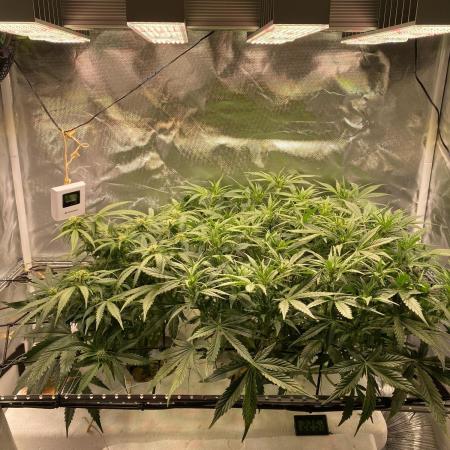 Candy Jungle Auto/DWC