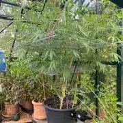 Georgias Cream Outdoor/greenhouse