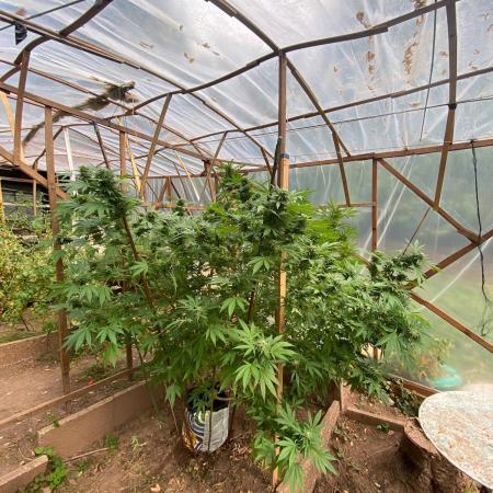 Critical Greenhouse/Outdoor