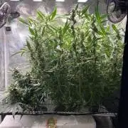 DWC/Candy Jungle Auto