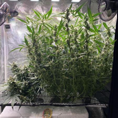 DWC/Candy Jungle Auto