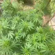 Critical Greenhouse/Outdoor