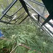Georgias Cream Outdoor/greenhouse