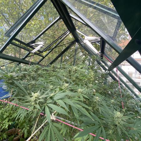 Georgias Cream Outdoor/greenhouse