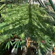 Georgias Cream Outdoor/greenhouse