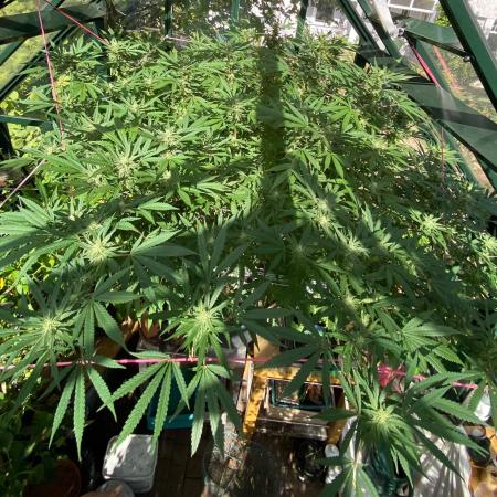 Georgias Cream Outdoor/greenhouse