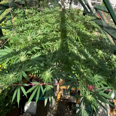 Georgias Cream Outdoor/greenhouse
