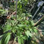 TropicalKush Outdoor