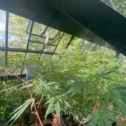 Georgias Cream Outdoor/greenhouse