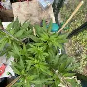 TropicalKush Outdoor