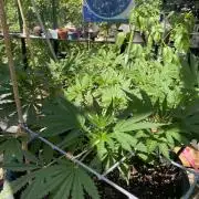 Georgias Cream Outdoor/greenhouse
