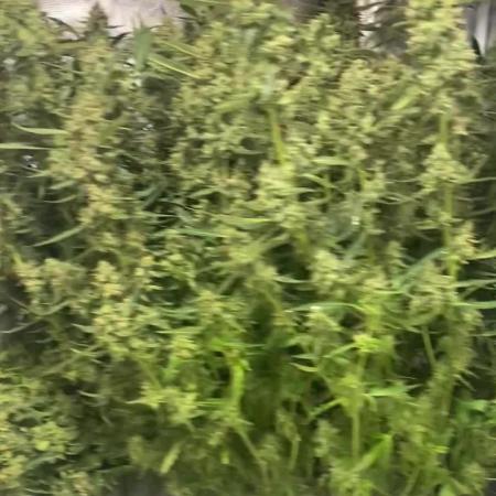 DWC/Candy Jungle Auto