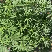 Georgias Cream Outdoor/greenhouse