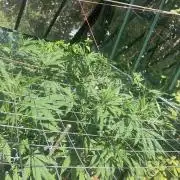 Georgias Cream Outdoor/greenhouse