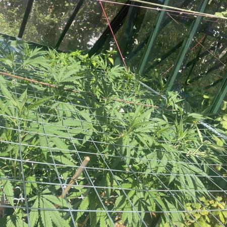 Georgias Cream Outdoor/greenhouse