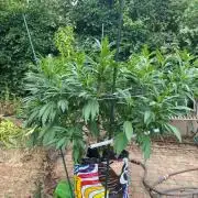 TropicalKush Outdoor