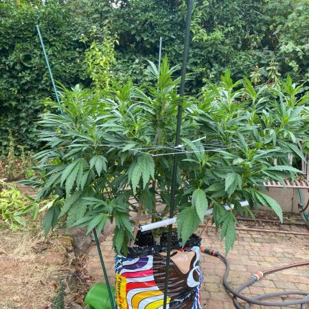 TropicalKush Outdoor