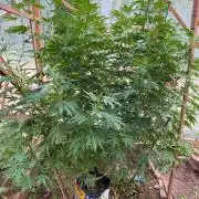 Critical Greenhouse/Outdoor