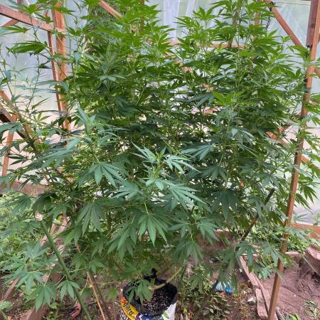 Critical Greenhouse/Outdoor