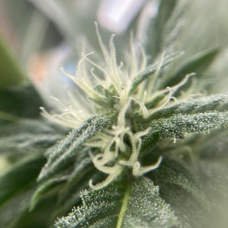 Mix Grow Outdoor