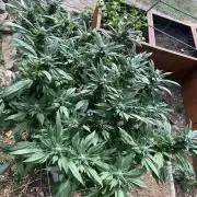 TropicalKush Outdoor