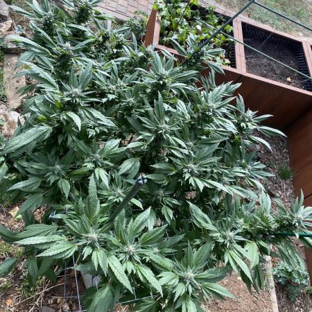 TropicalKush Outdoor
