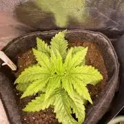 EPICC/CAPTAIN/RUNTZ/FirstTentGrow