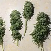 Critical Greenhouse/Outdoor