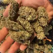 EPICC/CAPTAIN/RUNTZ/FirstTentGrow