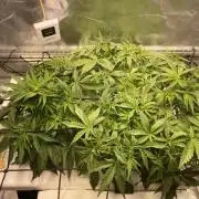 Candy Jungle Auto/DWC