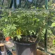 Georgias Cream Outdoor/greenhouse