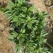 TropicalKush Outdoor