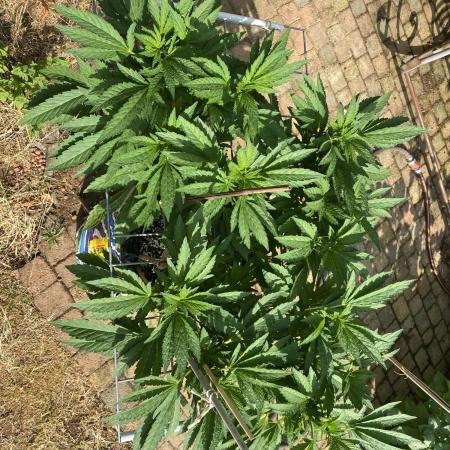 TropicalKush Outdoor