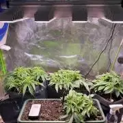 EPICC/CAPTAIN/RUNTZ/FirstTentGrow