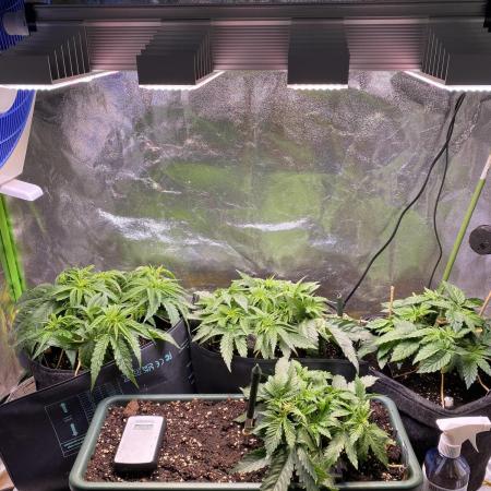 EPICC/CAPTAIN/RUNTZ/FirstTentGrow