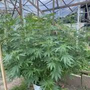 Critical Greenhouse/Outdoor