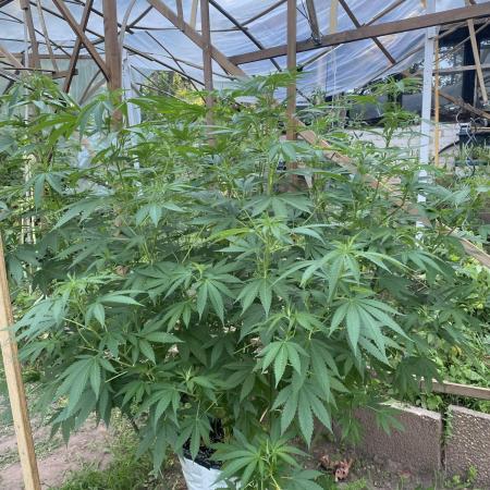 Critical Greenhouse/Outdoor