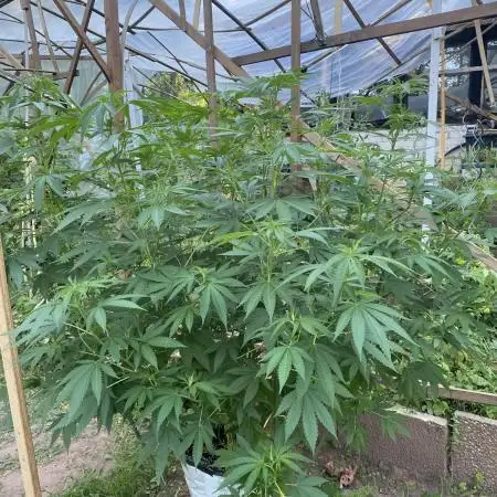 Critical Greenhouse/Outdoor