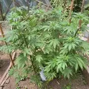 Critical Greenhouse/Outdoor