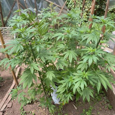 Critical Greenhouse/Outdoor