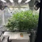 Candy Jungle Auto/DWC