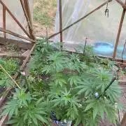 Critical Greenhouse/Outdoor