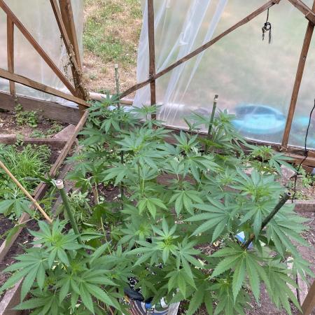 Critical Greenhouse/Outdoor