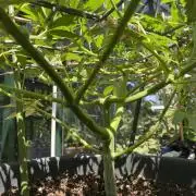 Georgias Cream Outdoor/greenhouse